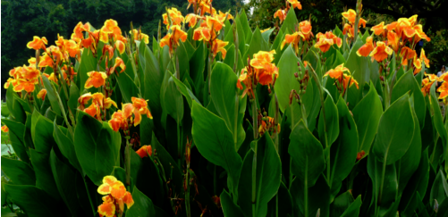 二月开什么花,哪些花适合二月份扦插图12