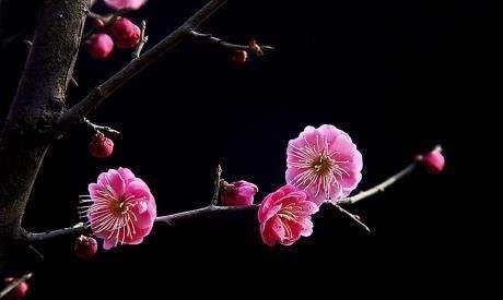 二月开什么花,哪些花适合二月份扦插图3