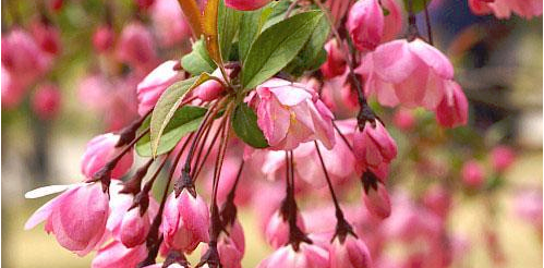 二月开什么花,哪些花适合二月份扦插图14