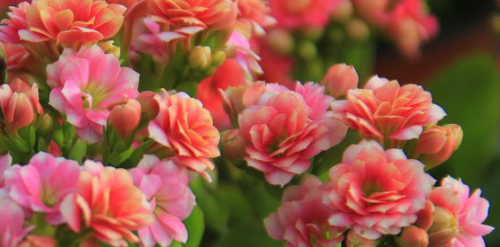 二月开什么花,哪些花适合二月份扦插图15