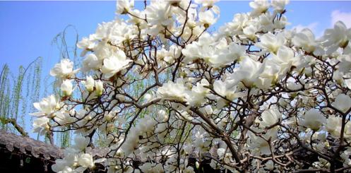 二月开什么花,哪些花适合二月份扦插图6