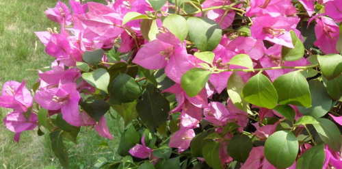 二月开什么花,哪些花适合二月份扦插图7