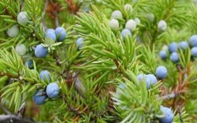 ​神秘的杜松子酒，是一种像中国黄酒的药酒吗？