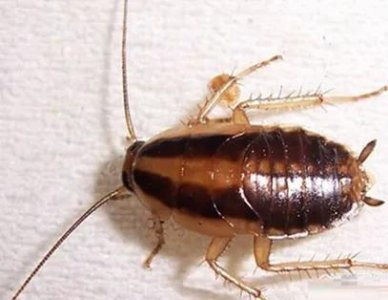 ​发现蟑螂怎么办？蟑螂要怎么才能消灭