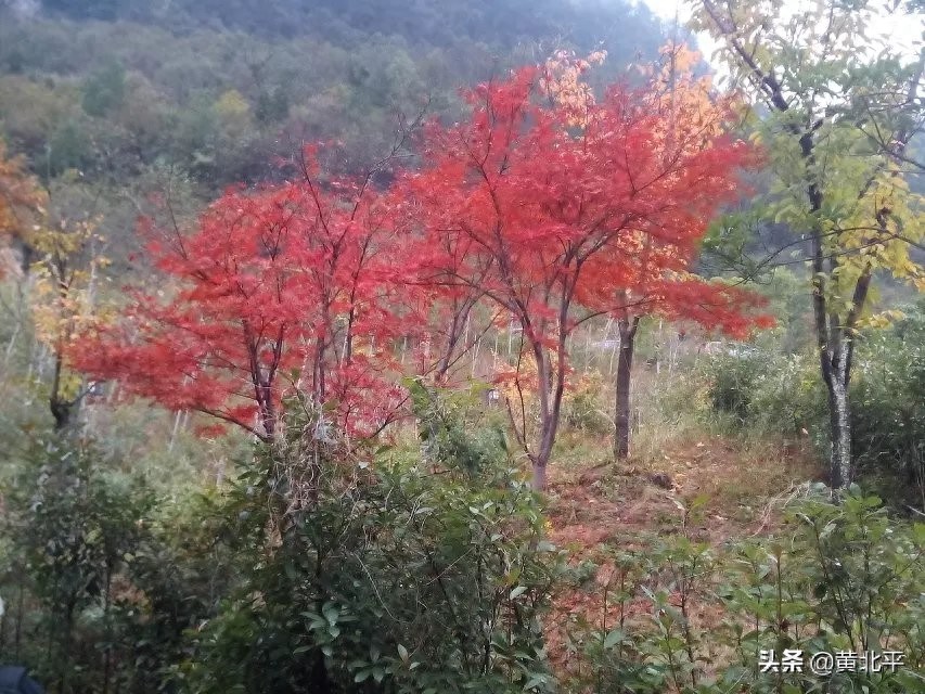 重庆市南川区金佛山