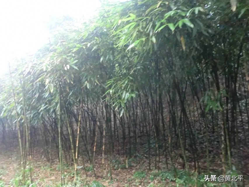 重庆市南川区金佛山