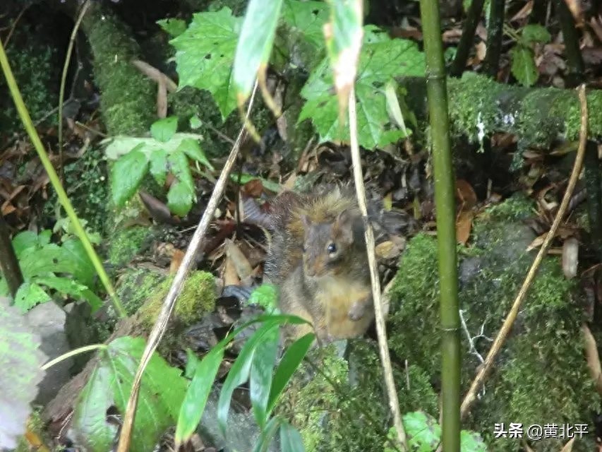 重庆市南川区金佛山