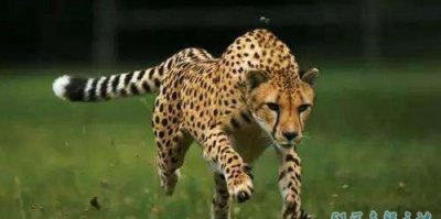 ​世界上跑的最快的动物是什么? 时速到达112英里?