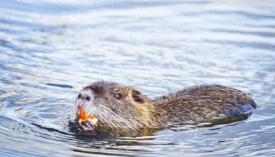 ​上海多地出现的“巨大老鼠”，最小一只9斤，为何打不得吃不得？
