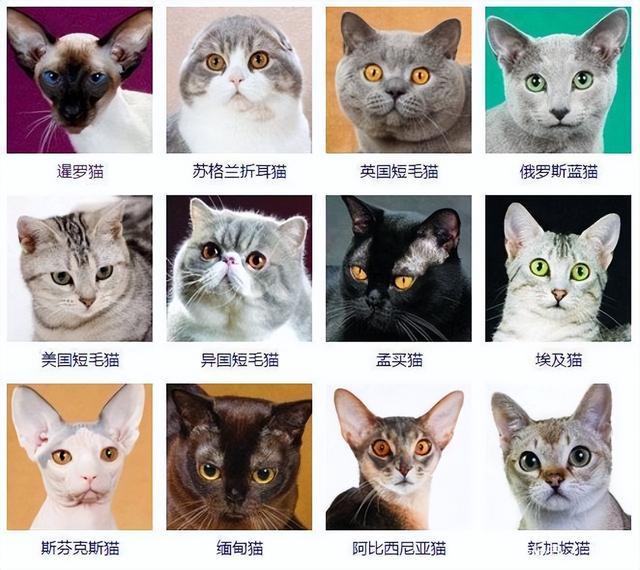 猫咪排行榜前十名宠物猫品种（46种猫咪品种大全） 6