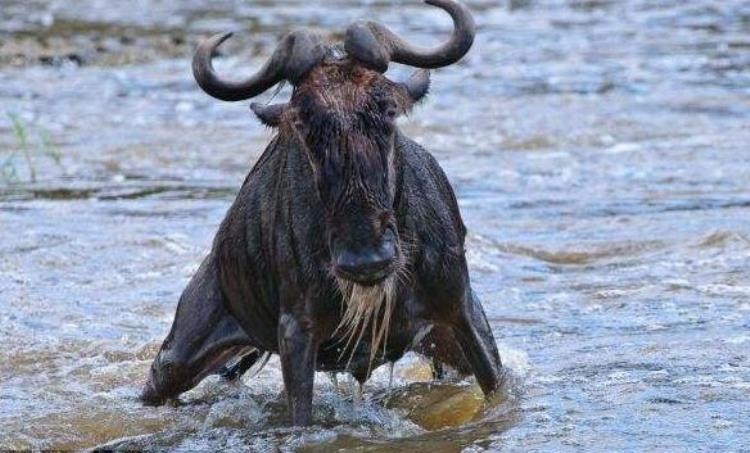 挣脱鳄鱼之口的角马,鳄鱼偷袭角马