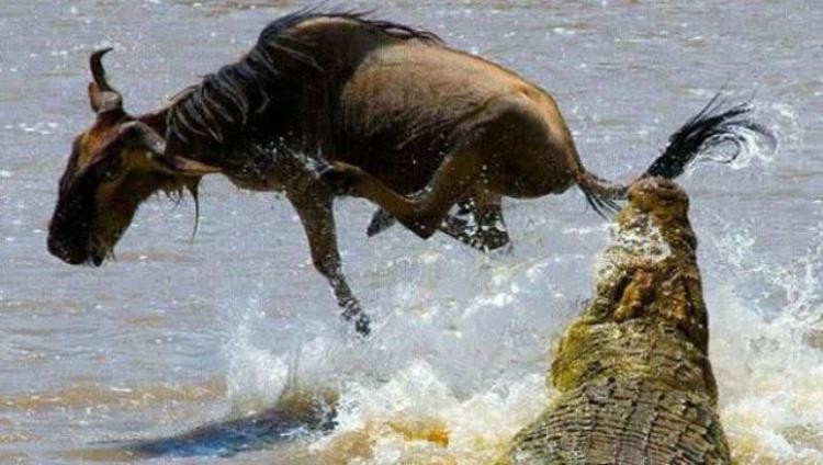 挣脱鳄鱼之口的角马,鳄鱼偷袭角马