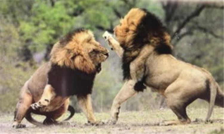 挣脱鳄鱼之口的角马,鳄鱼偷袭角马