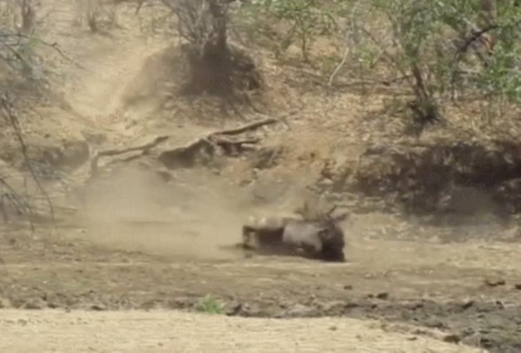 挣脱鳄鱼之口的角马,鳄鱼偷袭角马
