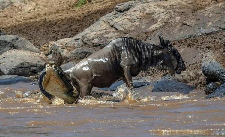 挣脱鳄鱼之口的角马,鳄鱼偷袭角马