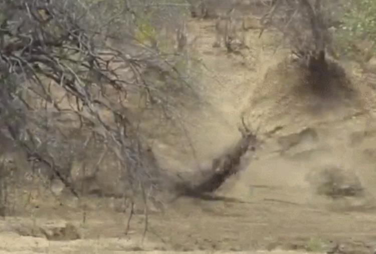 挣脱鳄鱼之口的角马,鳄鱼偷袭角马