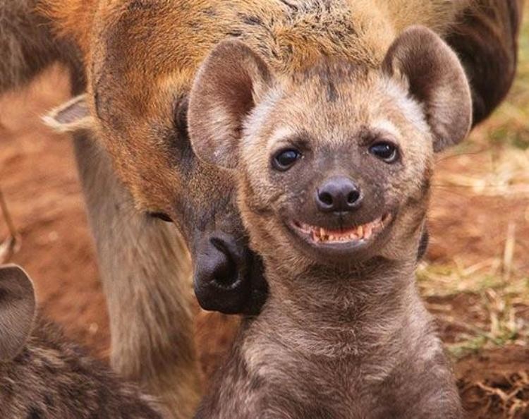 挣脱鳄鱼之口的角马,鳄鱼偷袭角马