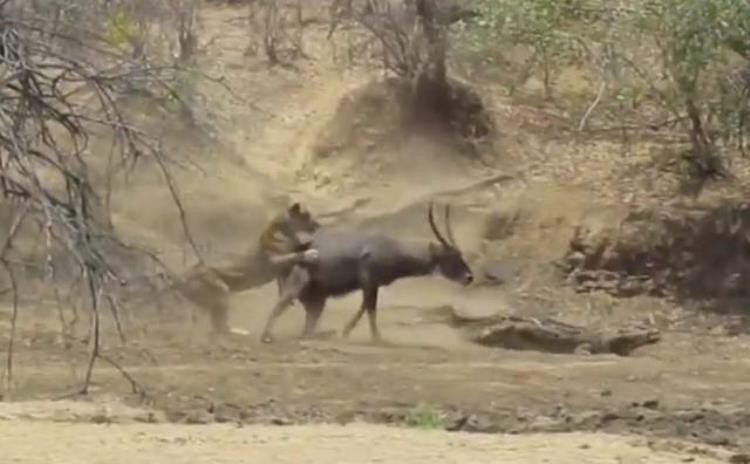 挣脱鳄鱼之口的角马,鳄鱼偷袭角马