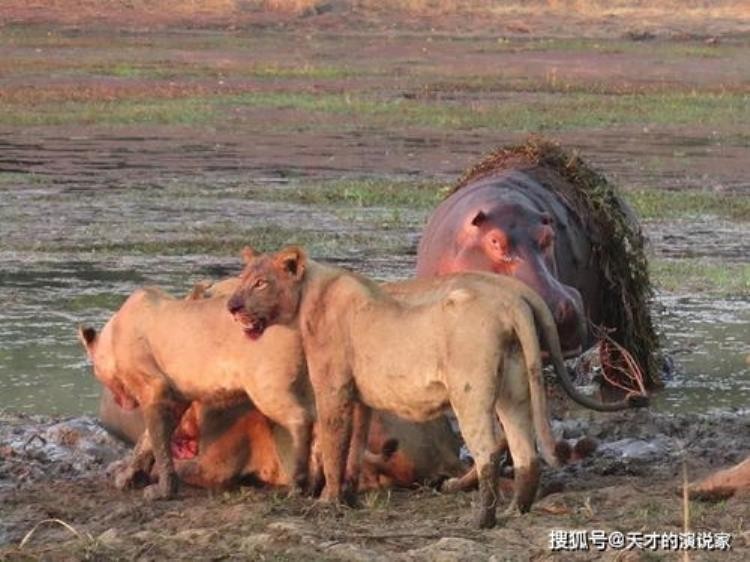 挣脱鳄鱼之口的角马,鳄鱼偷袭角马