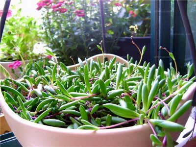 ​家养多肉紫玄月，做好这几点，轻松养成“瀑布花海”