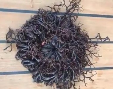 ​海边惊见令人毛骨悚然的“触手团” 原来是一种叫筐蛇尾的棘皮动物