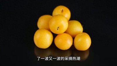 ​2024塘栖镇枇杷丰收季，果农喜迎八方客