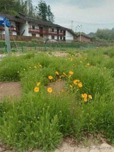 ​罗汉松盆景的日常养护技巧