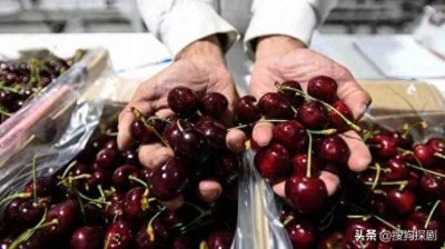 ​智利车厘子为什么那么受中国欢迎
