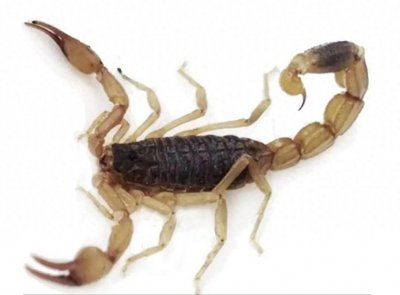 ​蒙山全蝎——药材+食材