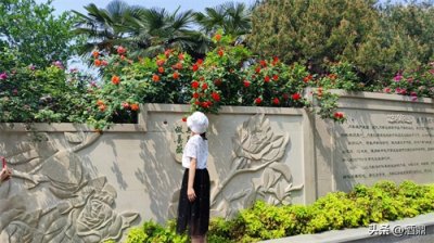 ​月季经常开，初来最绚烂