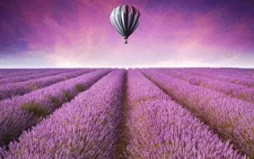 普罗旺斯，最美薰衣草之乡，唯美景不可辜负