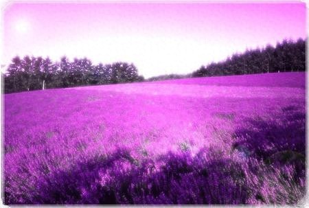 普罗旺斯，最美薰衣草之乡，唯美景不可辜负