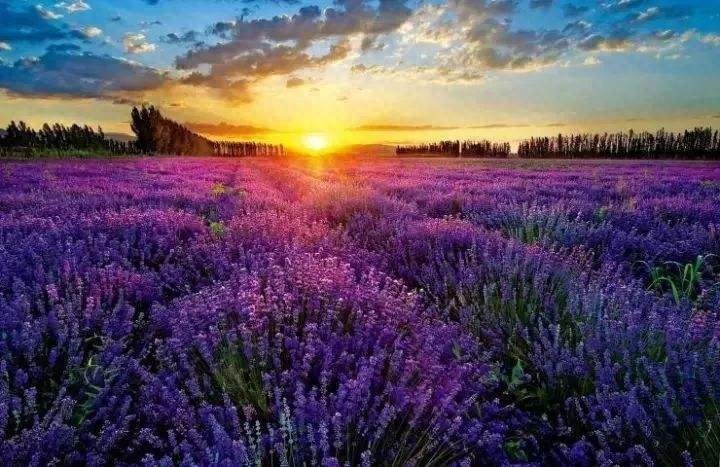 普罗旺斯，最美薰衣草之乡，唯美景不可辜负