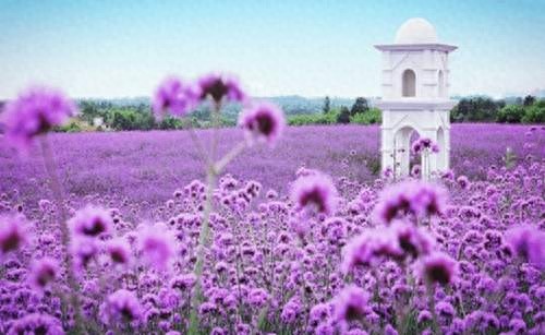 普罗旺斯，最美薰衣草之乡，唯美景不可辜负