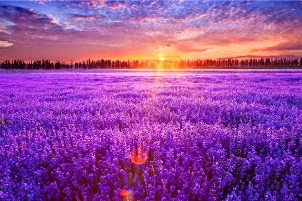 普罗旺斯，最美薰衣草之乡，唯美景不可辜负