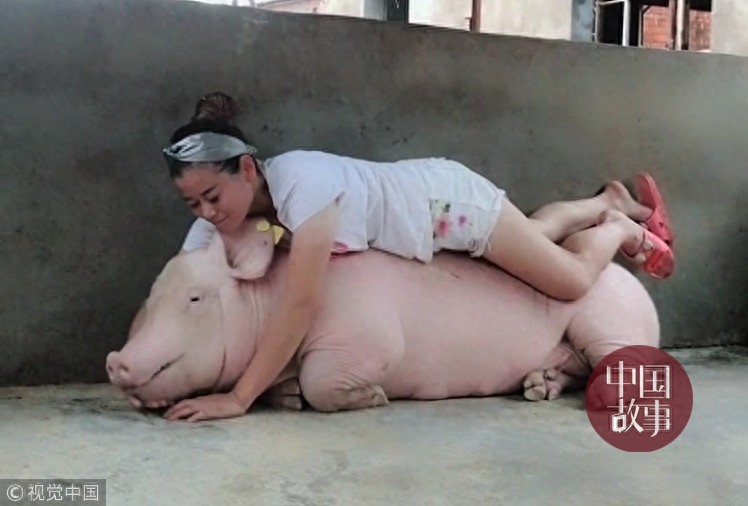 90后女孩年入百万与猪同床睡 为猪做人工呼吸