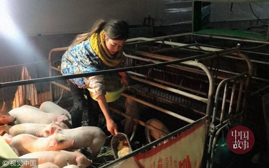 90后女孩年入百万与猪同床睡 为猪做人工呼吸