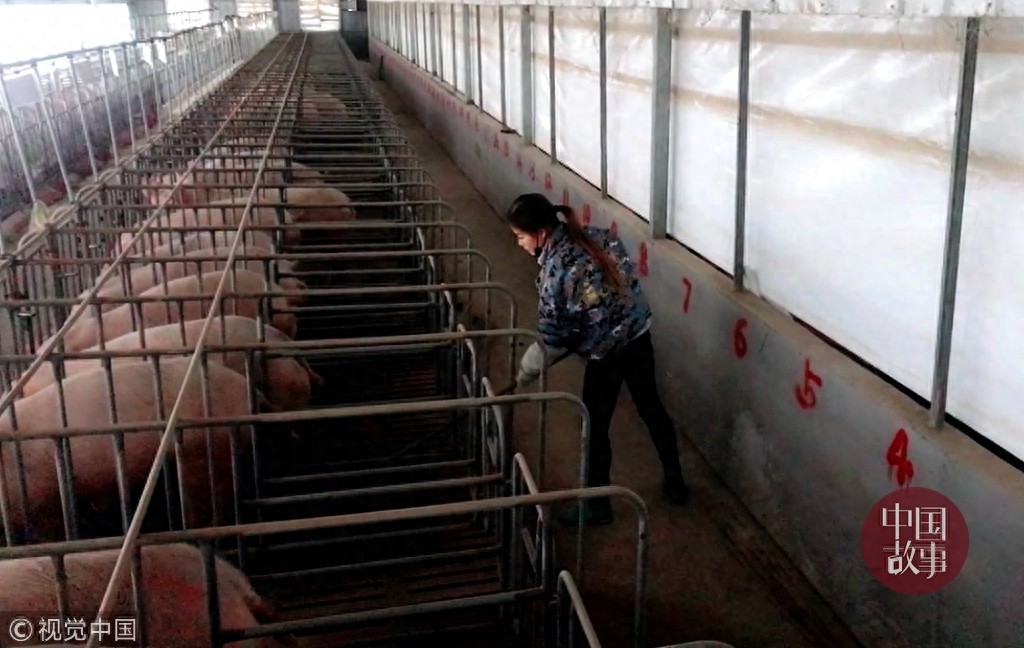 90后女孩年入百万与猪同床睡 为猪做人工呼吸