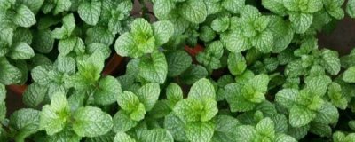 ​薄荷草怎么养比较好