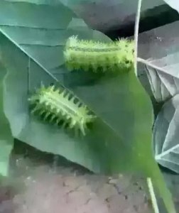 ​农村树上这种小罐子，看到就赚了，它如今售价不菲，俗称“雀瓮”