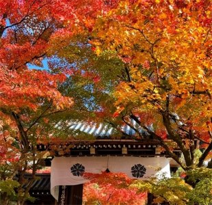 ​这几种“红叶树”，庭院绿化种上“它”，日子“红火”蒸蒸日上