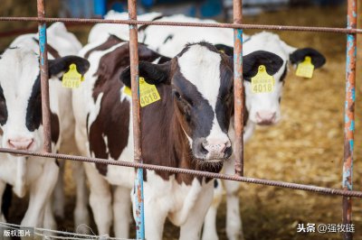 ​牛舍建造要点分享！养牛超过50头，这样建牛舍更赚钱