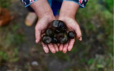 ​勤劳能致富，在农村选择这三个养殖项目，一年可赚九万元