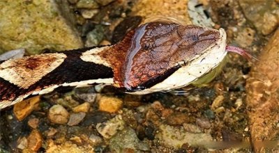 ​挑战每天科普一条毒蛇第十二天—— 五步蛇