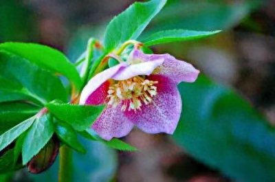 ​圣诞玫瑰欣赏