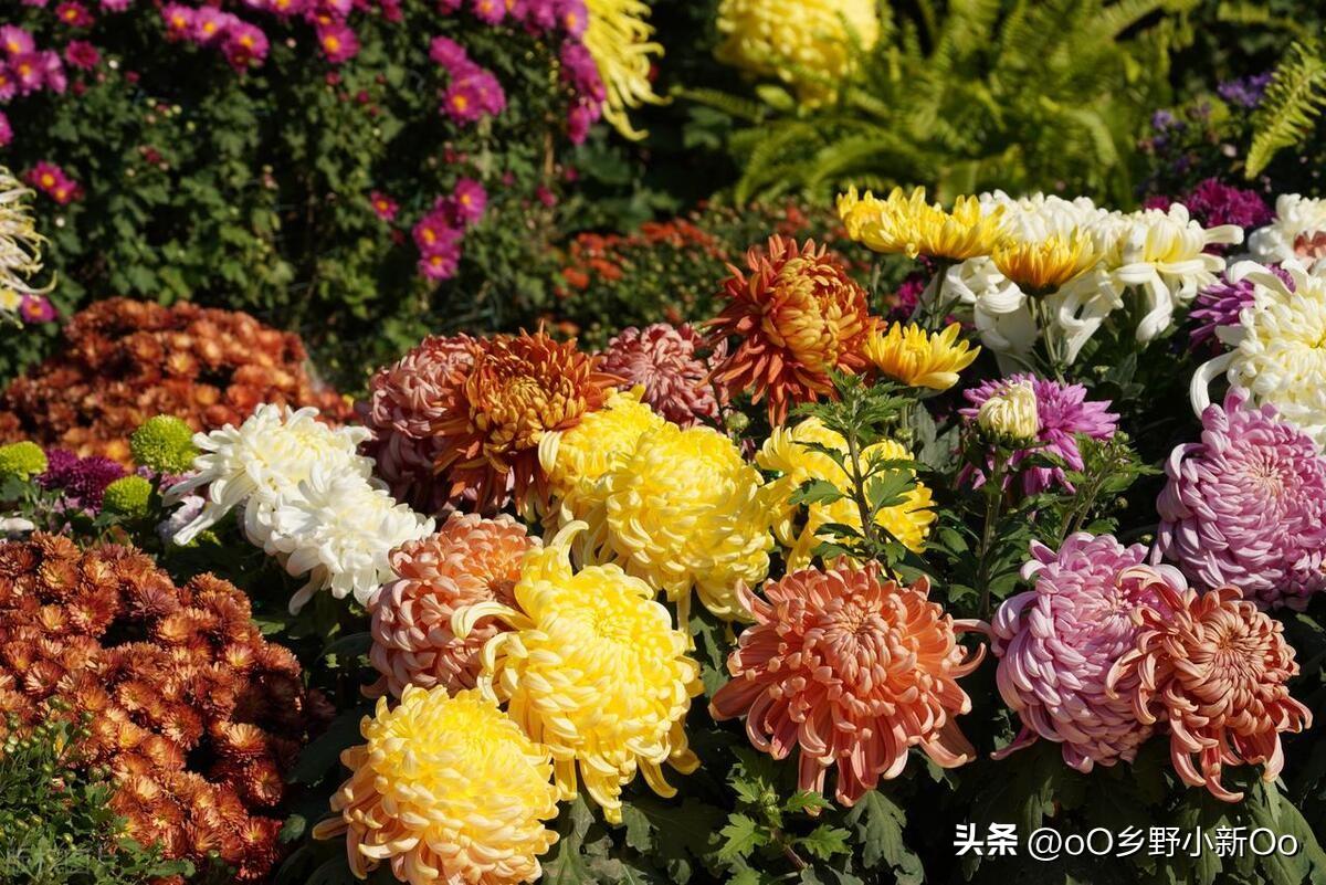 菊花几月插枝好(菊花几月份扦插成活率高)