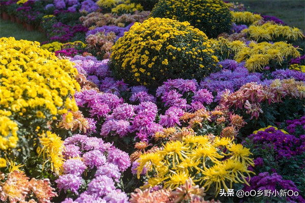 菊花几月插枝好(菊花几月份扦插成活率高)