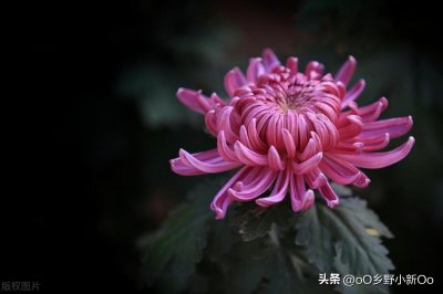 ​菊花几月插枝好(菊花几月份扦插成活率高)