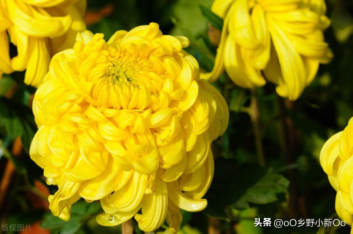 菊花几月插枝好(菊花几月份扦插成活率高)