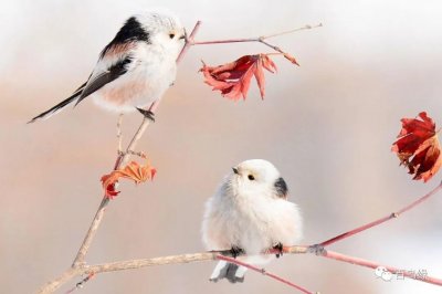 ​鸟类图册-银喉长尾山雀